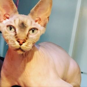 Meet your Posher, Crystal